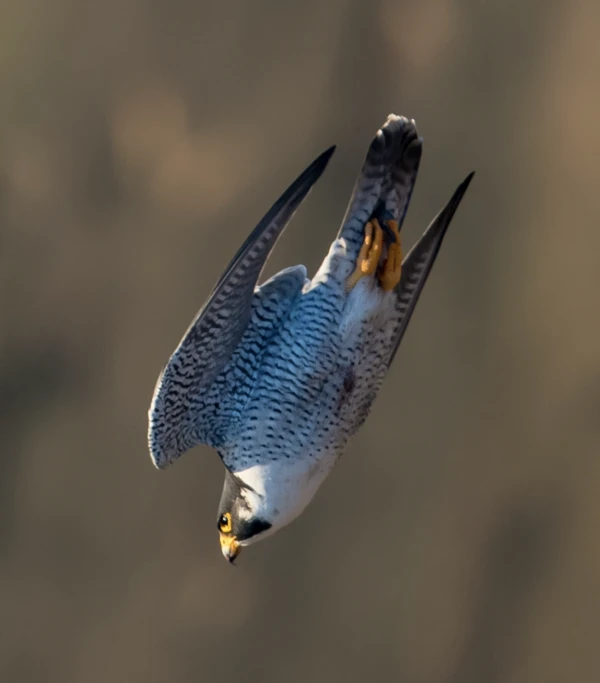 Why are peregrine falcons so fast? Exploring the mysteries of peregrine falcon flight speed.