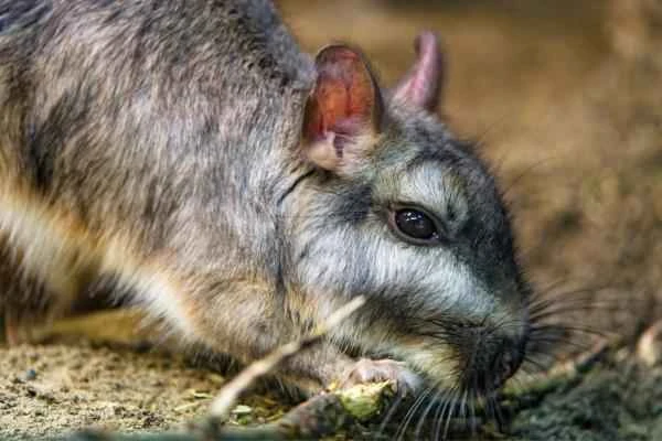 Tipos de roedores - Vizcacha de las pampas (Lagostomus maximus)