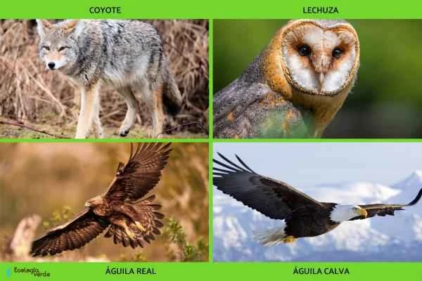 Depredadores de serpientes -