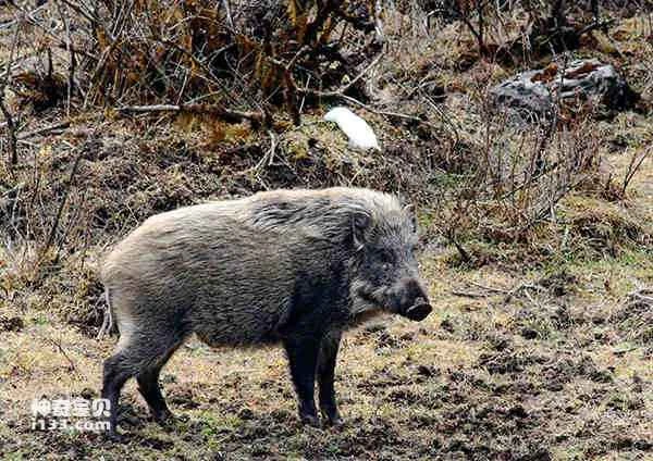 The origin of the pig and the legend of the pig zodiac animal