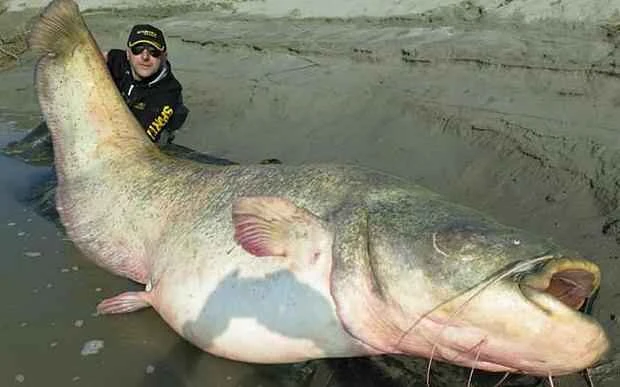 World Records Channel Catfish: Everything You Need to Know