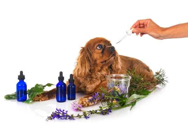 Dog deodorant: A complete guide to fresh-smelling pets