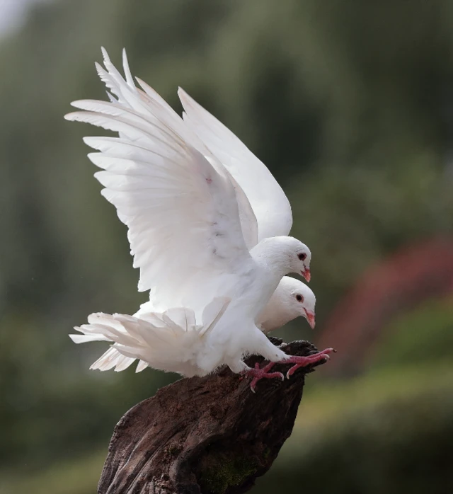 Warm-blooded animals: 10 species and their blood temperatures