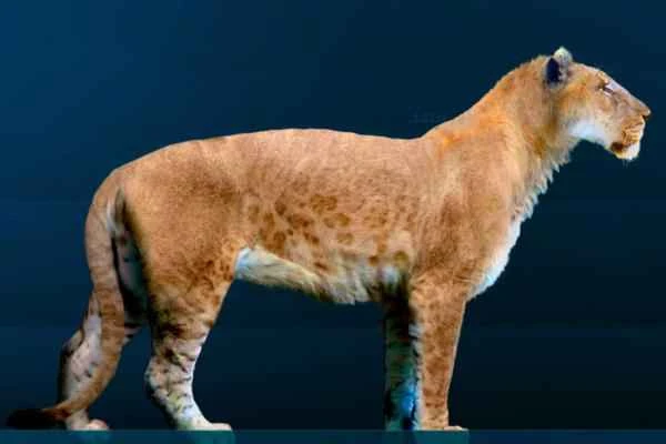 Lion species - Extinct lion species