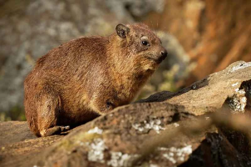 Hyrax: What is it, where does it live, how long does it live, its diet and reproduction?