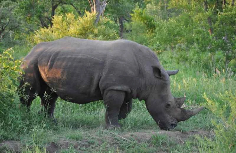 Animals in nature that have "no natural enemies"