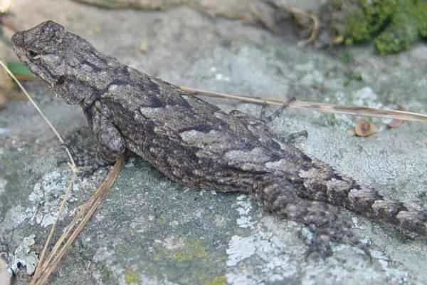 Mexican reptile - Sceloporus grammicus