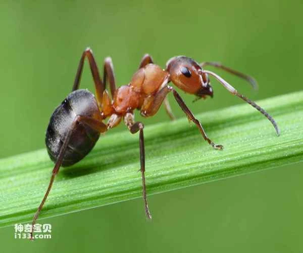 Why can ants move things heavier than themselves?
