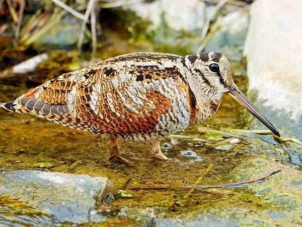 The slowest flying bird on Earth, the hill sandpiper