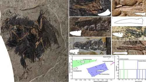 The Early Cretaceous enantiornithine bird, *Polydontibora spp.*, 130 million years ago.