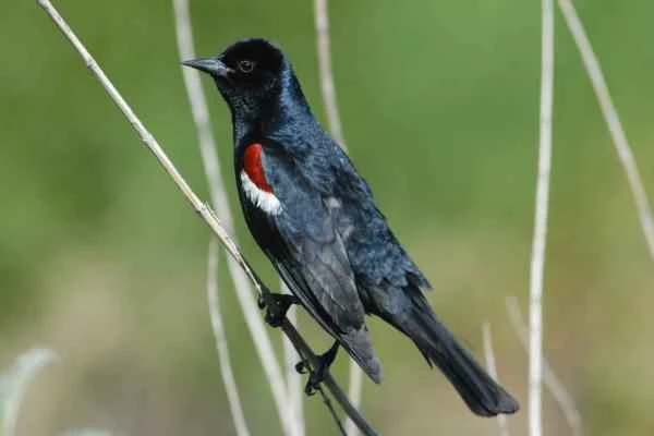 Blackbird Species - Tricolor Blackbird (Agelaius tricolor)