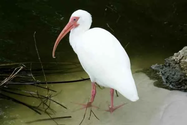 Wading birds: What are they and examples - White ibis