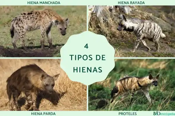 Four species of hyenas: species introduction, taxonomic relationships and main differences