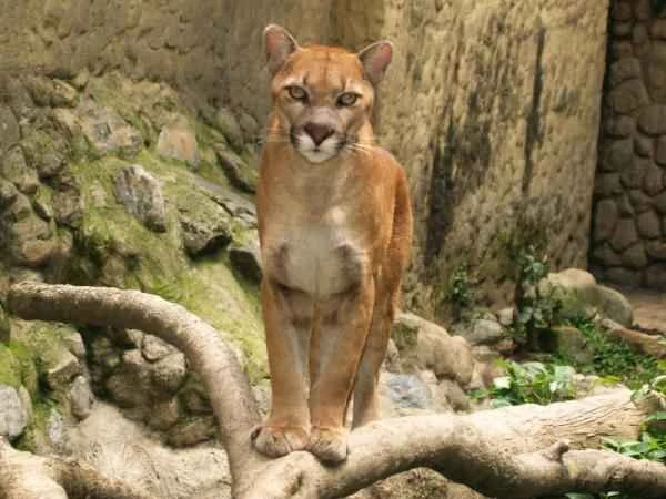 Animales of Patagonia - Puma