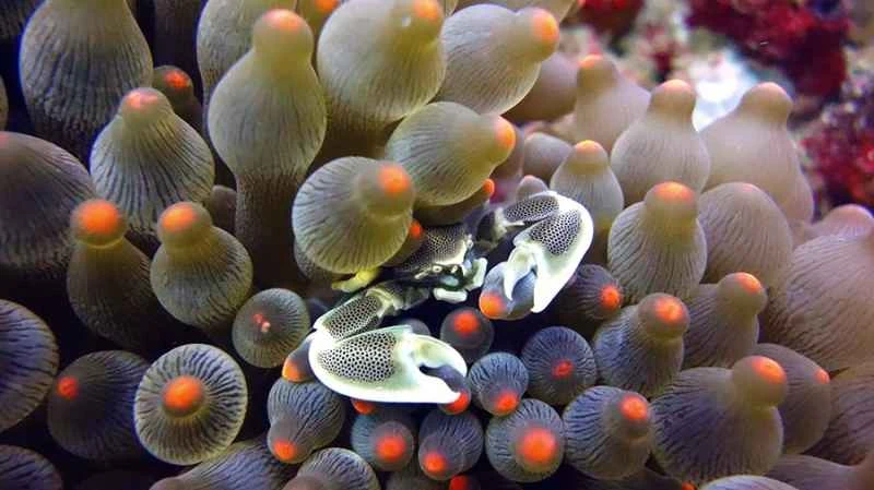 Bubble-shaped corals and crabs