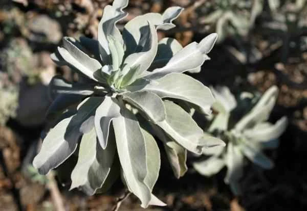 Especies endémicas de Baja California - Salvia blanca o salvia sagrada (Salvia apiana)
