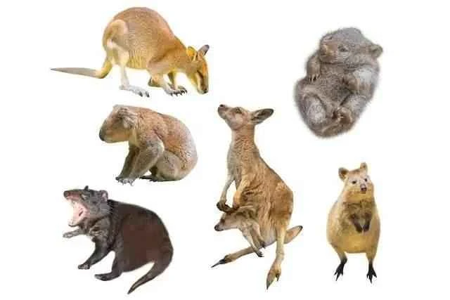 What are marsupials? The evolution of marsupials