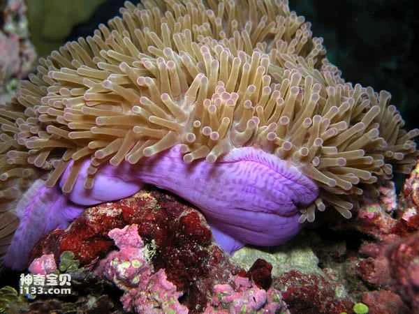 The world's ten most beautiful sea anemones