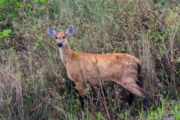 Animales ungulados: qué son, ejemplos and características - Ciervo de los pantanos (Blastocerus dichotomus)