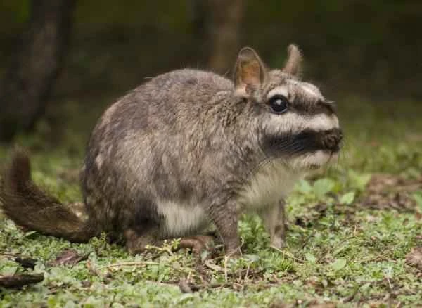 Animales of Patagonia - Vizcacha