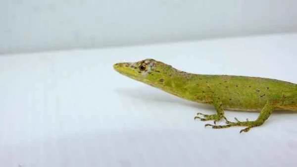 Reptiles de Colombia - Anolis de calima