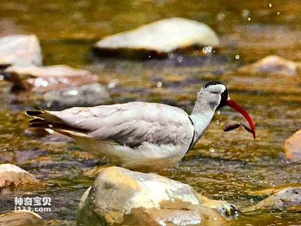 Rare sighting of a crested ibis in Giant Panda National Park