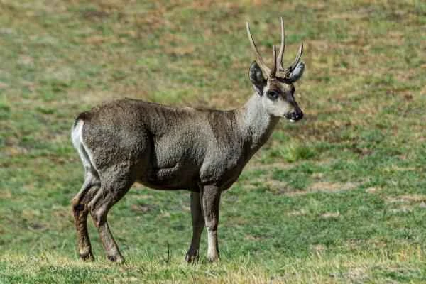 Animales de la sierra peruana - Taruca o venado andino (Hippocamelus antisensis)