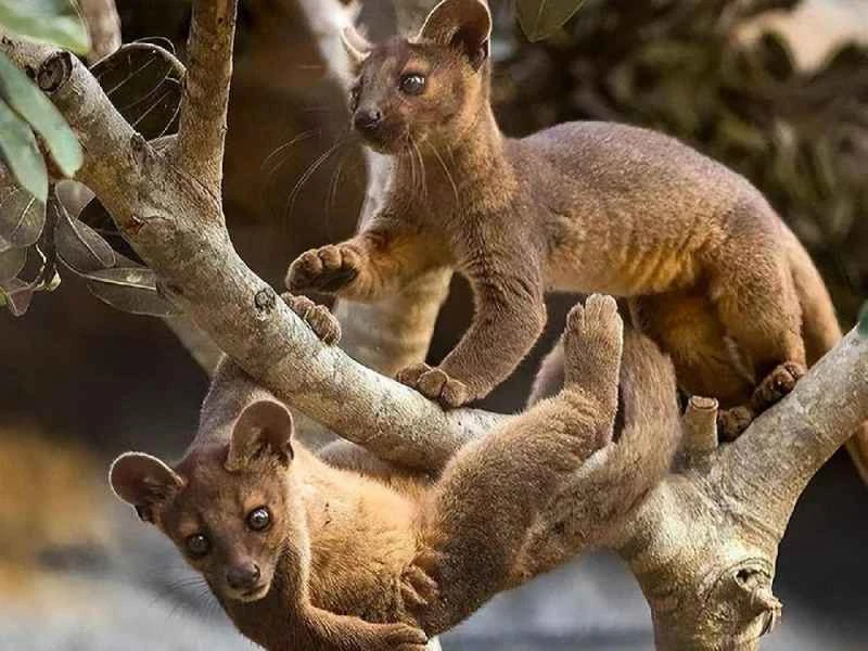 The Madagascar striped civet, the animal with the longest mating time in the world.