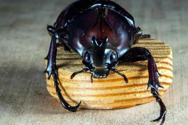 Animales con exoesqueleto - Escarabajos (Coleoptera)