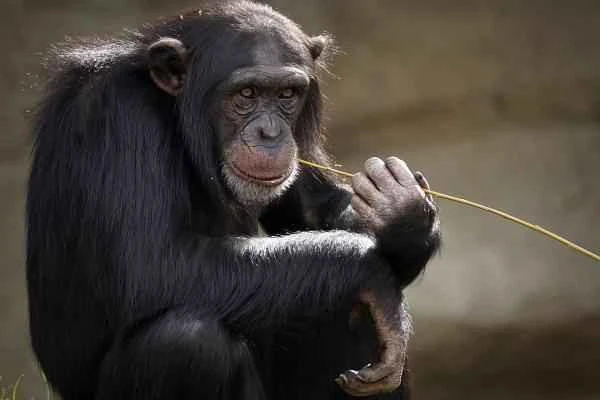 What’s happening with chimpancé in peligro de extinción