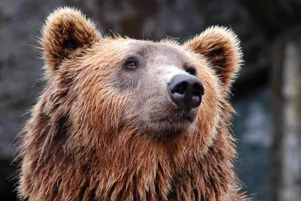 Grizzly Bear: Detailed Explanation of Diet, Characteristics, and Ecological Habits