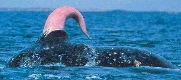 What animal has the largest penis?