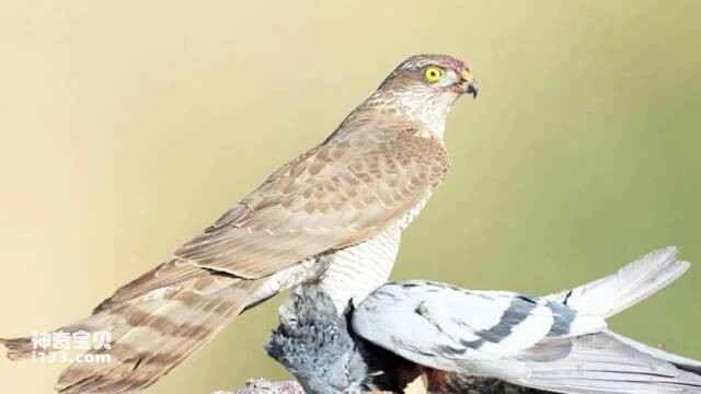 What kind of bird is a hawk?