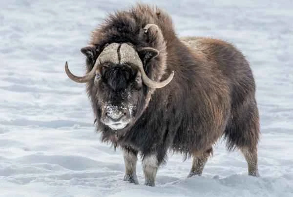A Comprehensive Guide to the Living Environment, Diet, and Reproduction of Musk Ox (Ovibos moschatus)