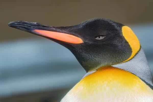 Spiny animals – King penguins (Aptenodytes patagonicus)