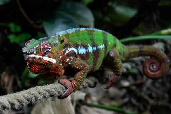 Spiny animals – Leopard chameleon (Furcifer pardalis)