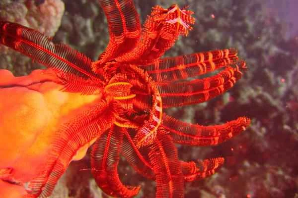 Lirios de mar: Qué son, características, hábitat and ejemplos - Qué son los lirios de mar