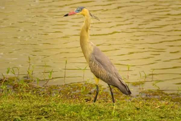 Species of herons - Whiflón