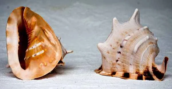 2023110730176889.jpeg 4.jpeg