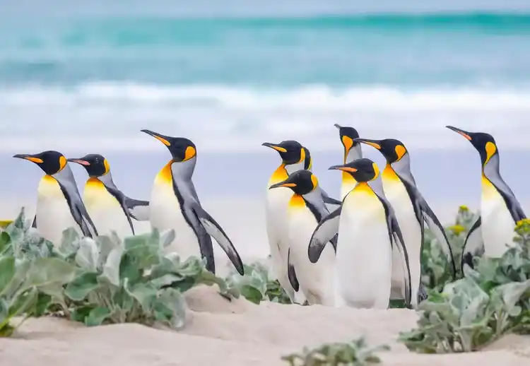 10 wild penguin habitats