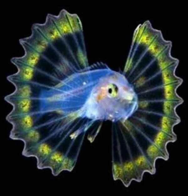 Spiderfish (Tripod): Exploring the Mysterious Deep-Sea Fish