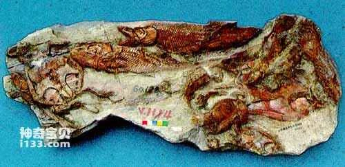 The wave-like evolution of ray-finned fish