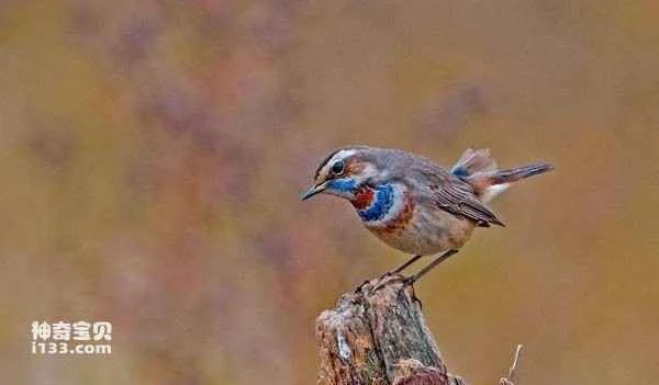 Habits and characteristics of the Blue-throated Robin