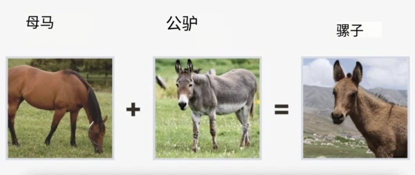 The world's top ten amazing hybrid animals: astonishing cross-species offspring.