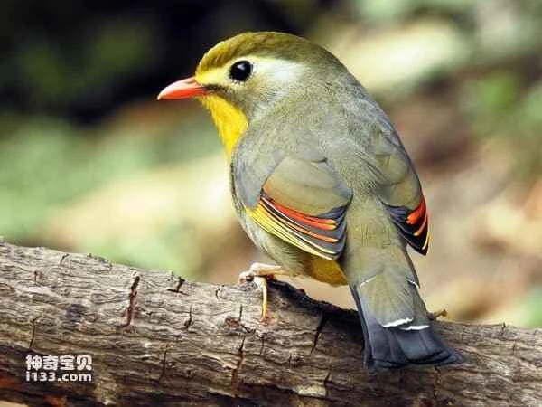 The world's ten most beautiful singing birds have voices that sound like heavenly music.