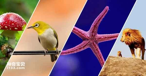 The world's top ten asexually reproducing animals