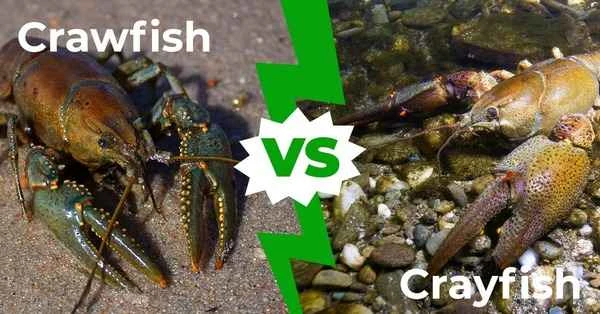 Crayfish vs. Procambarus clarkii: Understanding their differences