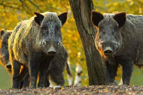 The Largest Wild Boar: An In-Depth Look