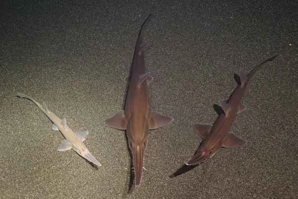 2024041267277212.jpeg 6.jpeg