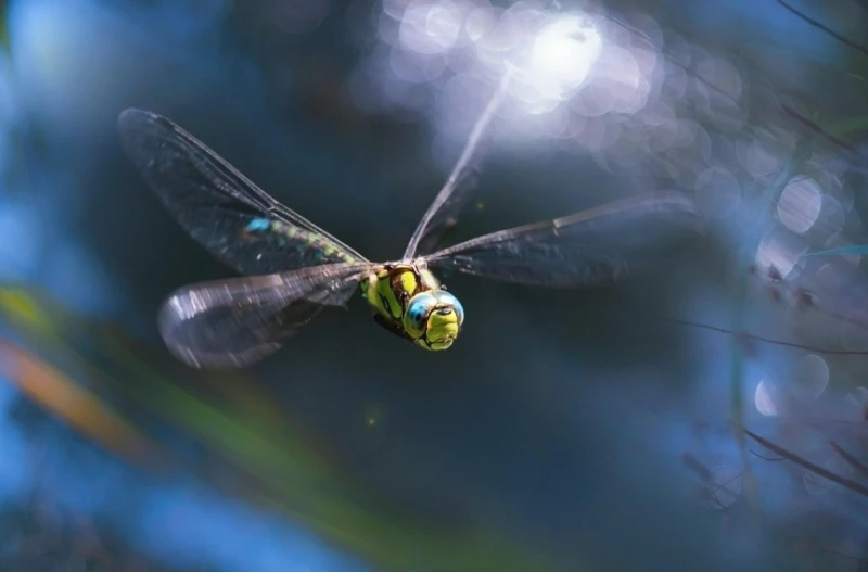 The secret to dragonflies hovering in the air